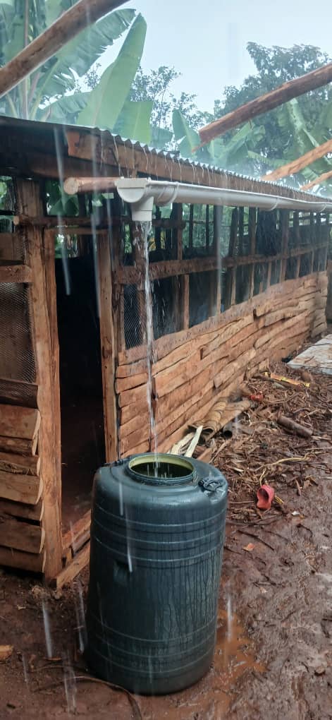 Regenwassersammlung am Geflügelstall in Bulambuli