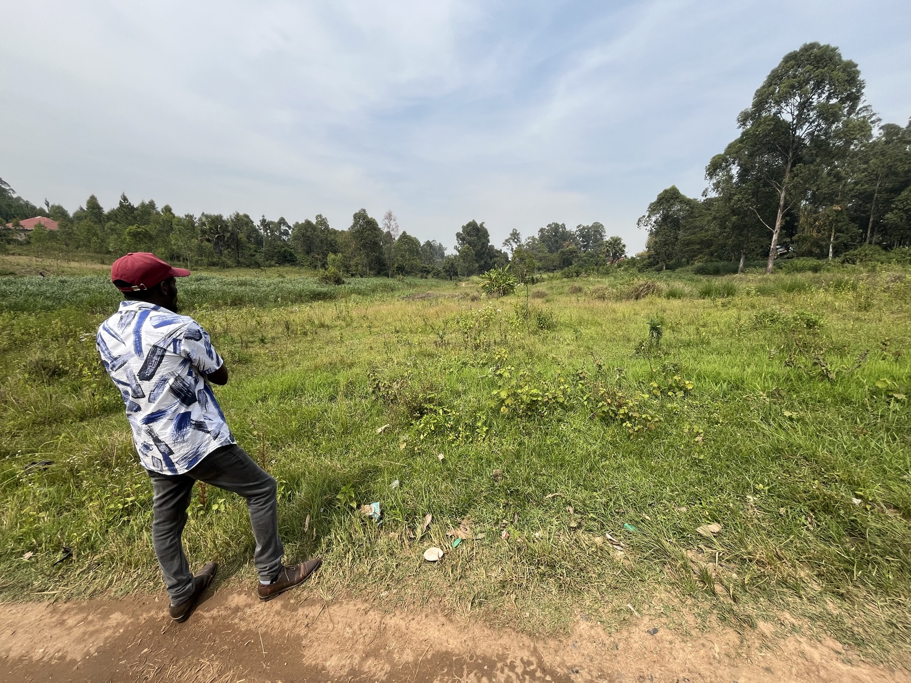 Blick über eine Agroforstfläche in Arua mit Bäumen am Rand und einem Mitarbeiter im Vordergrund